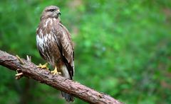 The Living Forest (696) : Buzzard