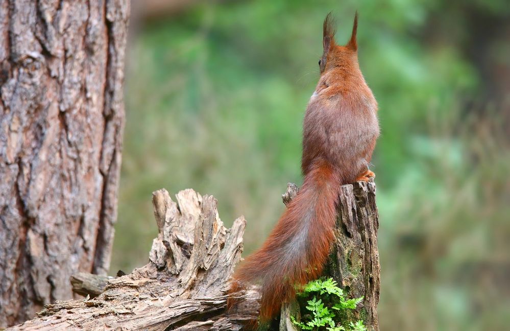 The Living Forest (697) : Red Squirrel