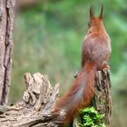 The Living Forest (697) : Red Squirrel