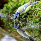 The Living Forest (698) : Thirsty blue tit