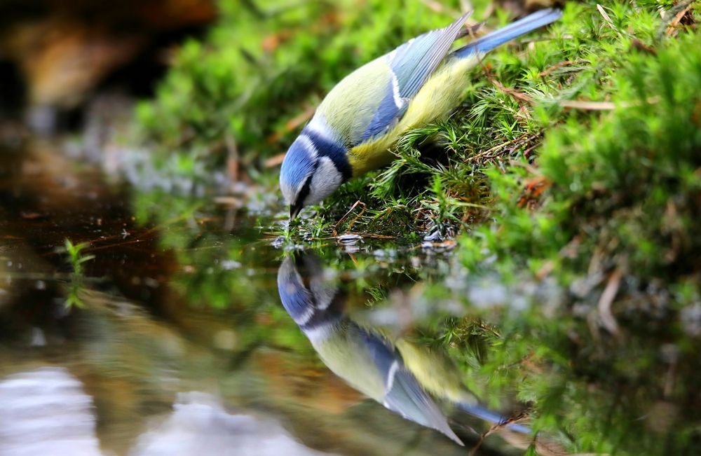 The Living Forest (698) : Thirsty blue tit