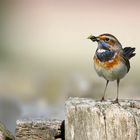 The Living Forest (699) : Bluethroat