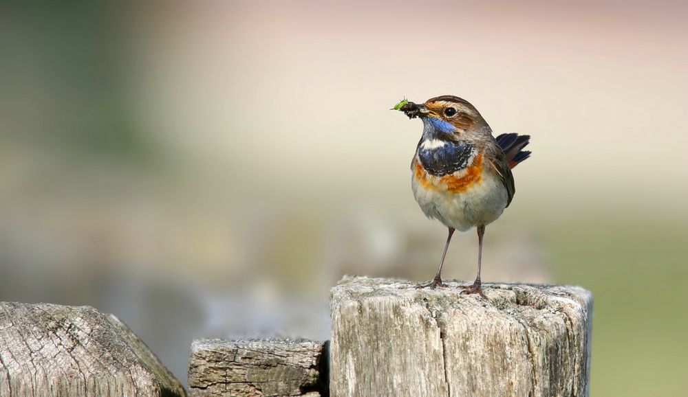 The Living Forest (699) : Bluethroat