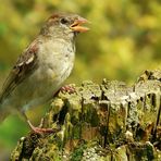 The Living Forest (7) : House Sparrow