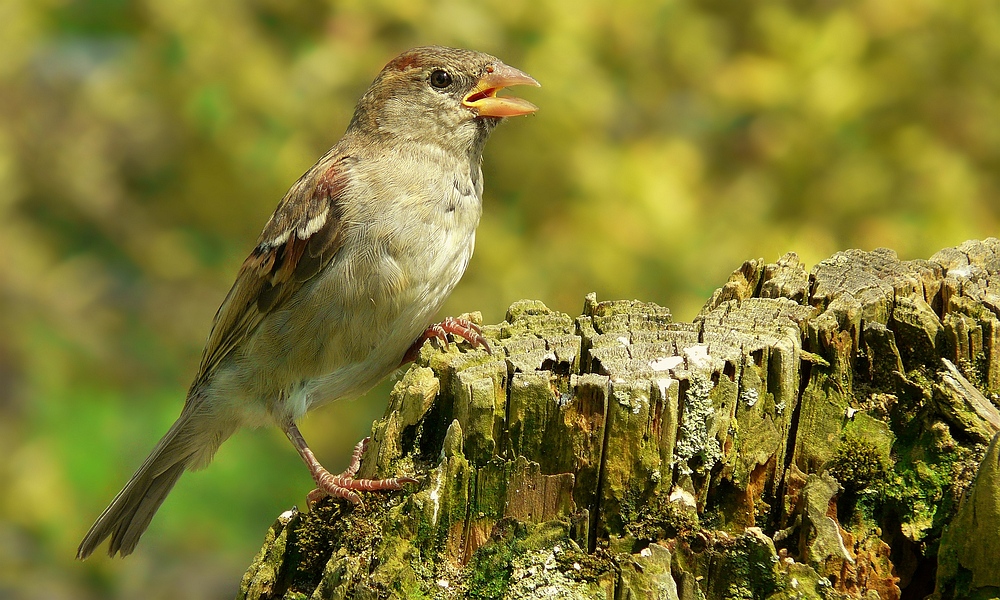 The Living Forest (7) : House Sparrow