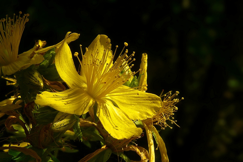 The Living Forest (70) : St John’s wort