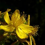 The Living Forest (70) : St John’s wort