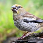 The Living Forest (700) : Hawfinch