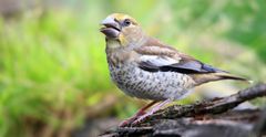 The Living Forest (700) : Hawfinch