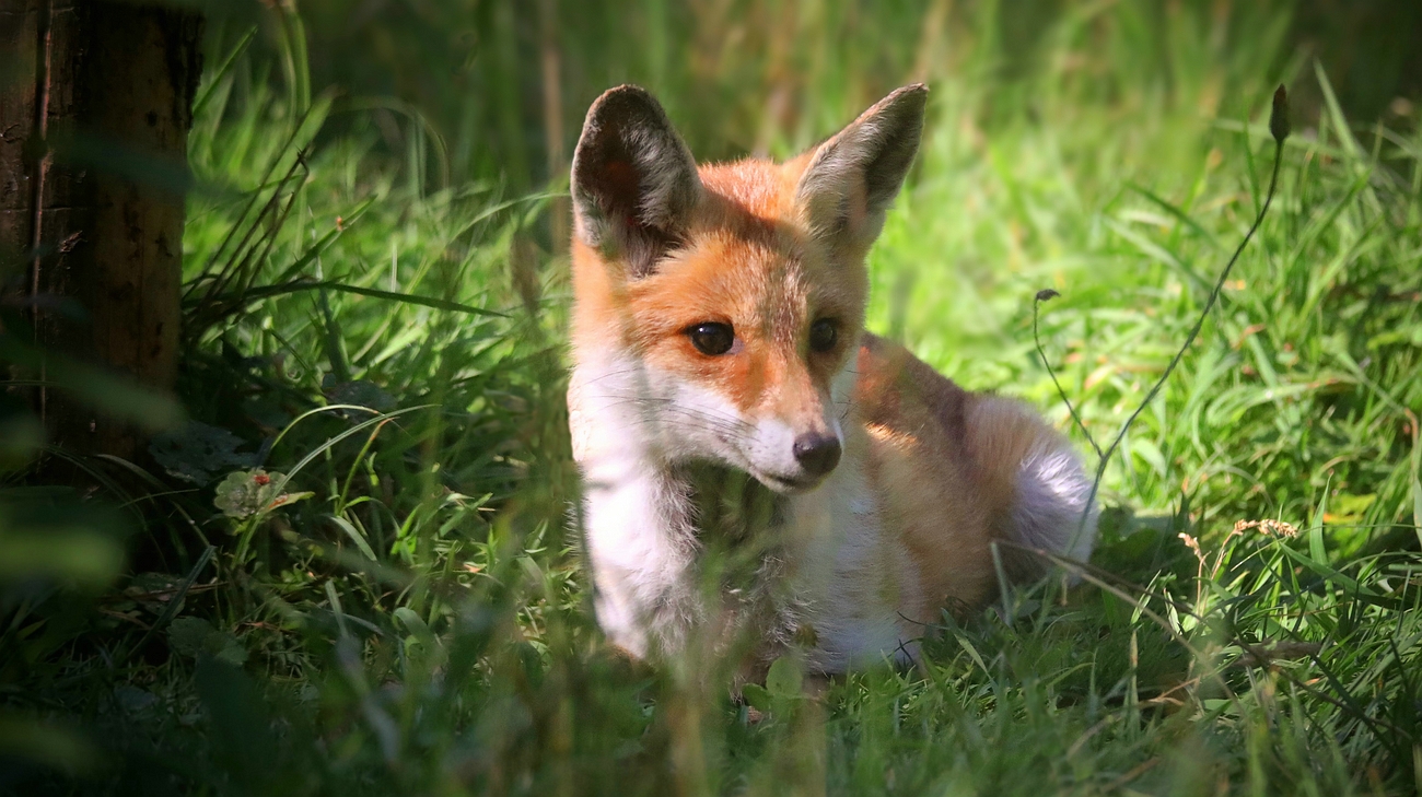 The Living Forest (701) : Red Fox