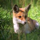 The Living Forest (701) : Red Fox