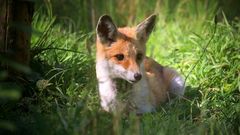 The Living Forest (701) : Red Fox