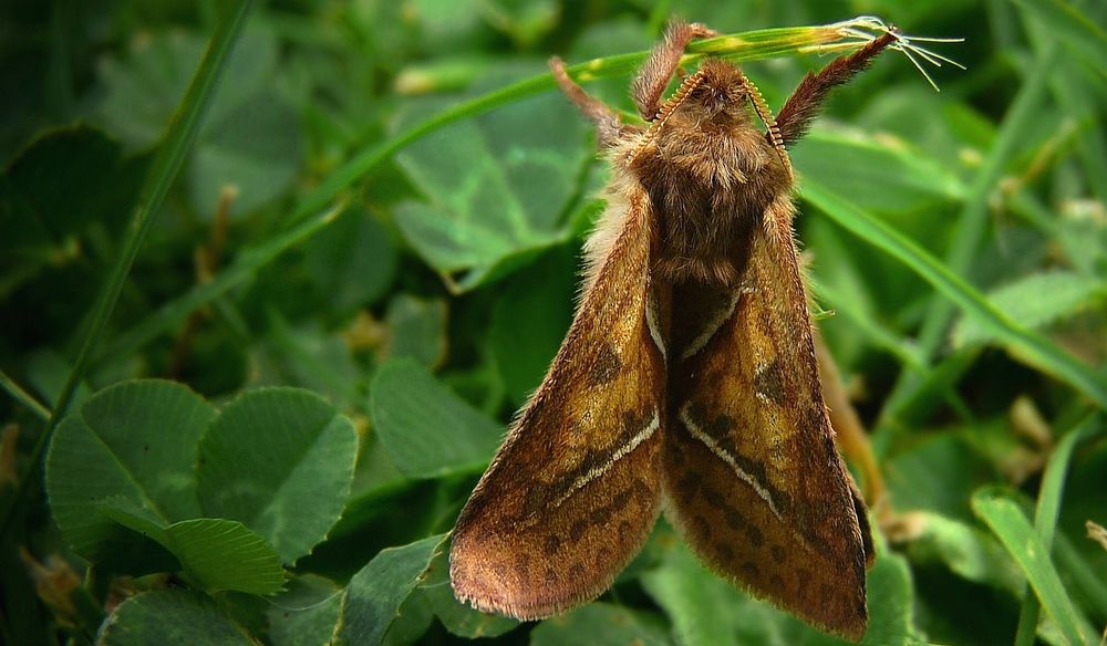 The Living Forest (702) : Orange Swift