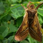 The Living Forest (702) : Orange Swift