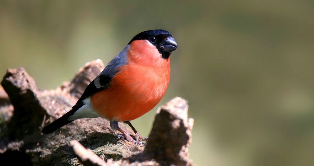 The Living Forest (703) : Bullfinch