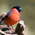 The Living Forest (703) : Bullfinch