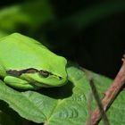 The Living Forest (704) : Tree Frog