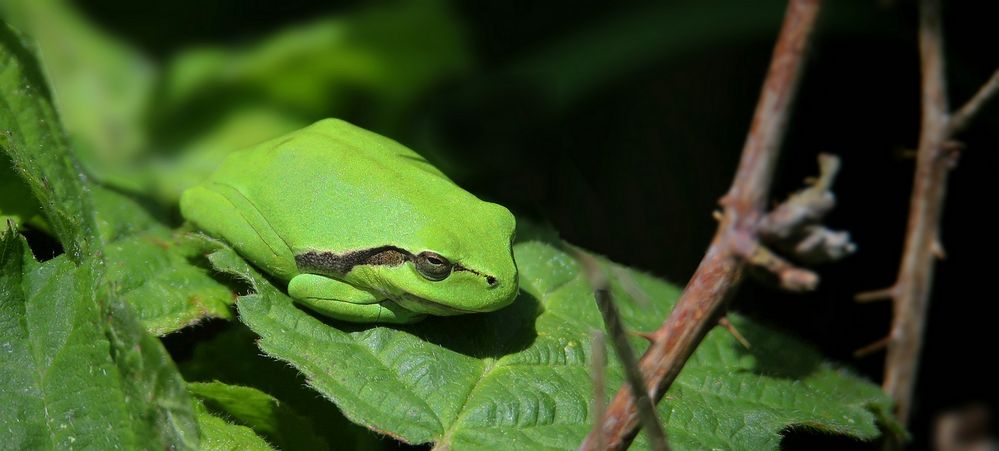 The Living Forest (704) : Tree Frog
