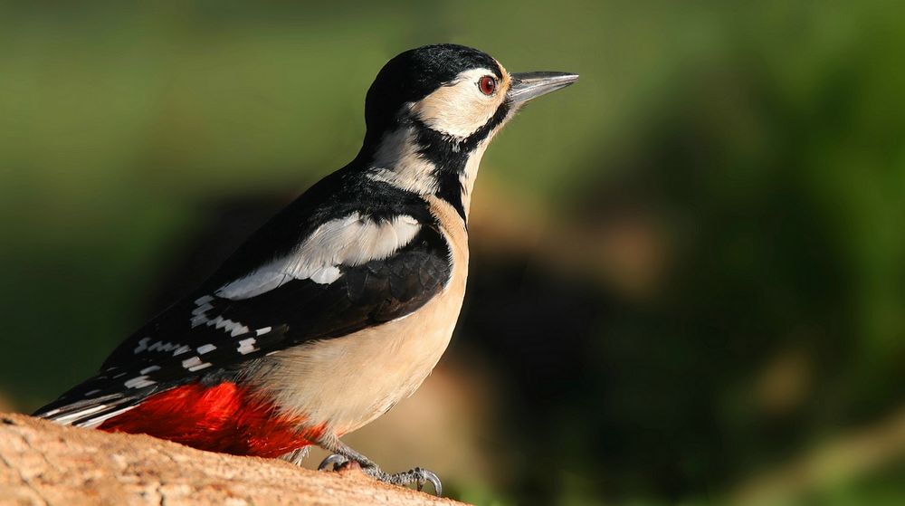 The Living Forest (705) : Great Spotted Woodpecker