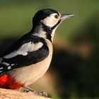 The Living Forest (705) : Great Spotted Woodpecker