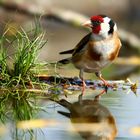 The Living Forest (709) : Goldfinch