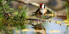 The Living Forest (709) : Goldfinch