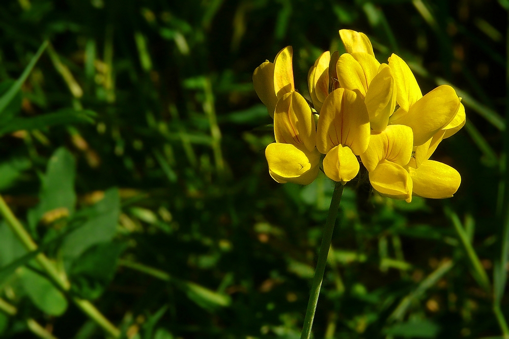 The Living Forest (71) : Bird's-foot Trefoil