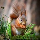 The Living Forest (710) : Red Squirrel
