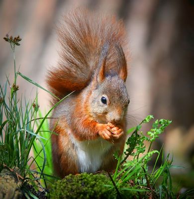 The Living Forest (710) : Red Squirrel