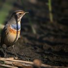 The Living Forest (711) : Bluethroat