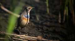 The Living Forest (711) : Bluethroat