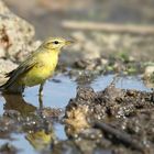 The Living Forest (712) : Willow Warbler