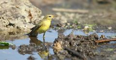 The Living Forest (712) : Willow Warbler