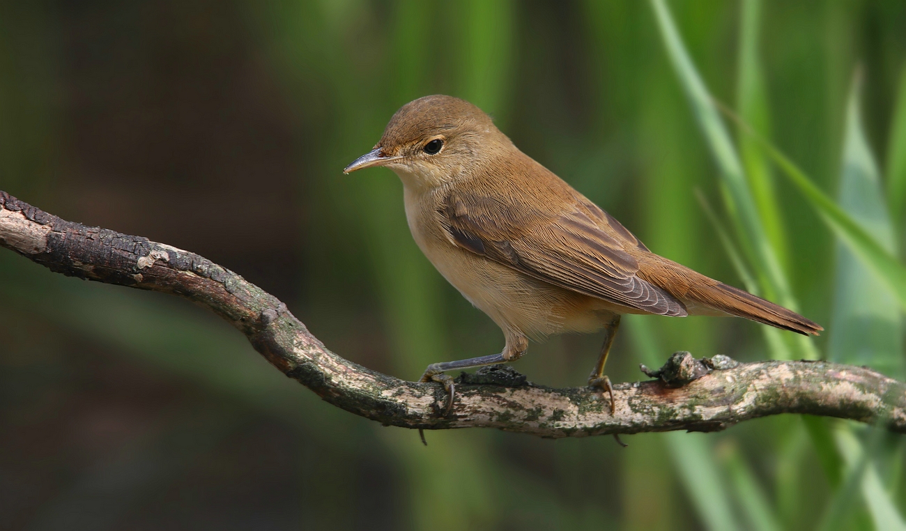 The Living Forest (713) : Reed Warbler