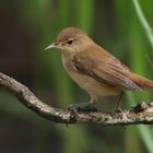 The Living Forest (713) : Reed Warbler