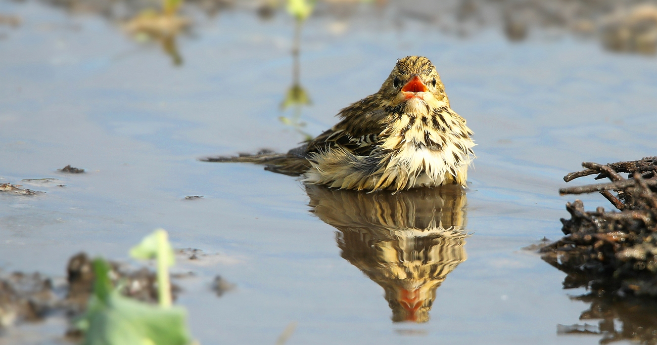 The Living Forest (714) : Tree Pipit