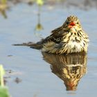 The Living Forest (714) : Tree Pipit