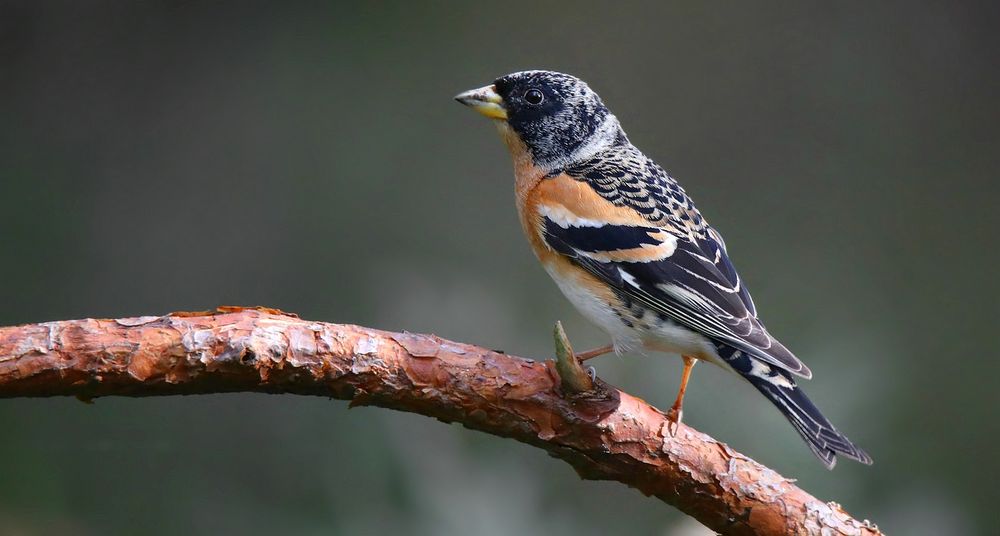 The Living Forest (715) : Brambling