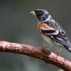 The Living Forest (715) : Brambling