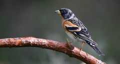 The Living Forest (715) : Brambling