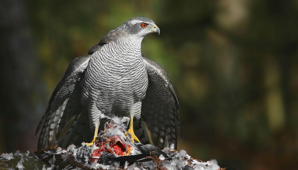 The Living Forest (716) : Northern Goshawk