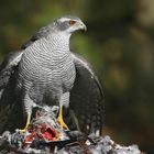 The Living Forest (716) : Northern Goshawk