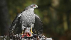 The Living Forest (716) : Northern Goshawk