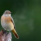 The Living Forest (718) : Common Redstart