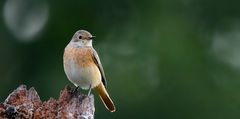 The Living Forest (718) : Common Redstart