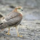 The Living Forest (719) : Sparrowhawk