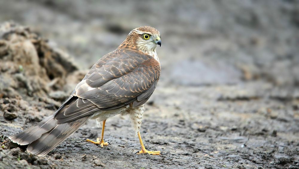 The Living Forest (719) : Sparrowhawk