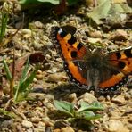 The Living Forest (72) : Small Tortoiseshell