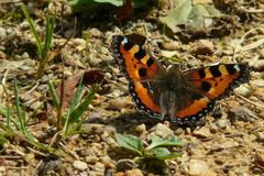 The Living Forest (72) : Small Tortoiseshell