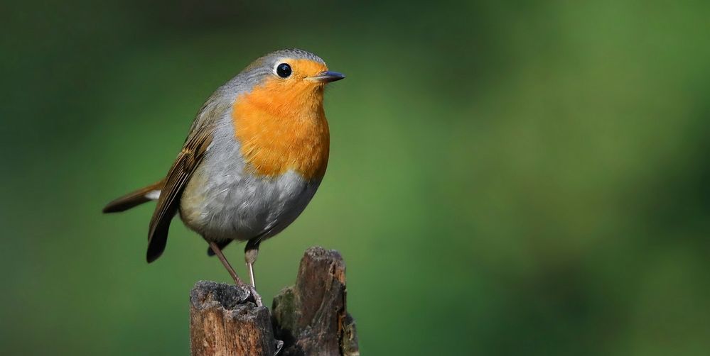 The Living Forest (720) : Robin